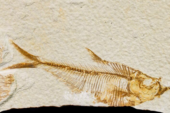 Bargain, Fossil Fish (Diplomystus) - Wyoming #159554
